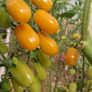Cherry Tomatoe Seeds Image 4