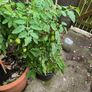 Free potted plants Image 4