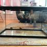 100L Fish tank - Complete set up. Image 2