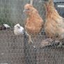 chicken hatching eggs Image 10