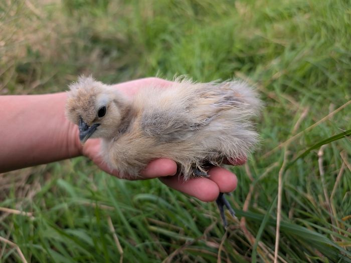 silkie and pekin chicks