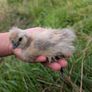 silkie and pekin chicks Image 5