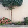 5ft trees Image 4