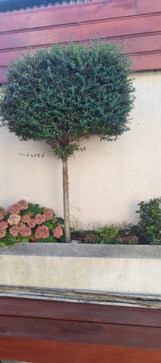 5ft trees