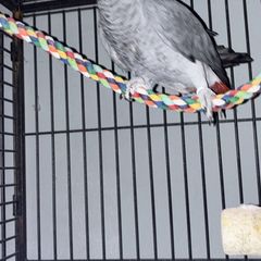 african grey
