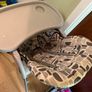 High Chair Image 3