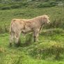 Charolais bull Image 7