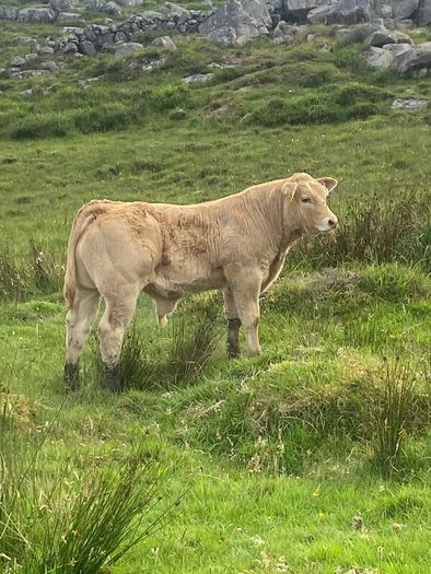 Charolais bull