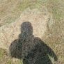 Top quality Square hay bales Hollymount claremorri Image 4