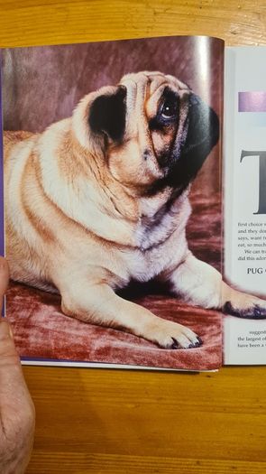 The Pug By Susan. M. Ewing. Wayne Hunthausen, D. V. M. Consulting Vetenary Editor. Large Volume Book In Very Good Condition.