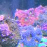 red sea reefer g2 250 Image 10