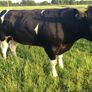 Clogheraily Pedigree British Friesian Bulls Image 2