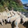 Hoggets Image 8