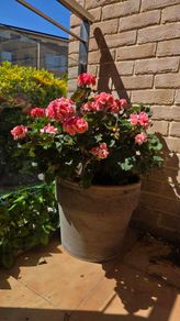 geraniums