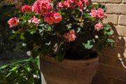 geraniums