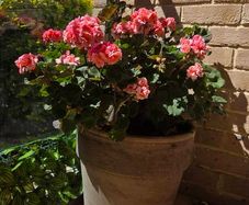 geraniums