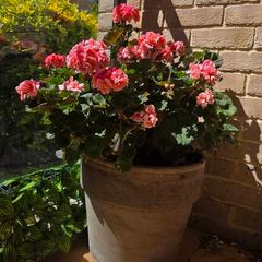 geraniums