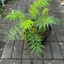 Rhus Glabra - Sumac Small garden Image 2