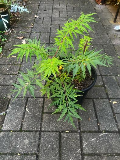 Rhus Glabra - Sumac Small garden
