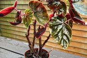 Begonia