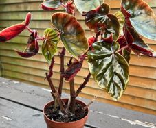 Begonia