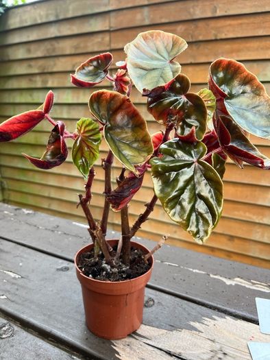Begonia