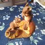Aynsley Two Mice Master Craft  Figurine Image 3