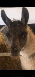 Llama trio for sale