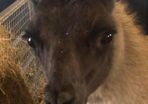 Llama trio for sale