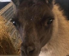 Llama trio for sale