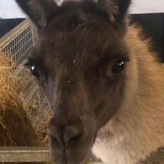 Llama trio for sale