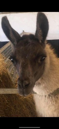 Llama trio for sale