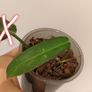 No.2 Philodendron Bi Colour baby Image 4