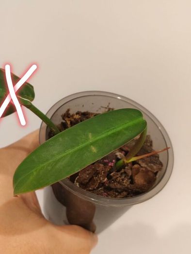 No.2 Philodendron Bi Colour baby