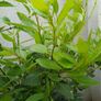 bay tree/plant Image 6