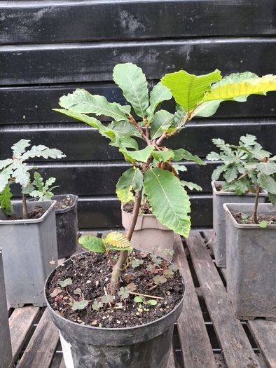 Native Irish oak trees