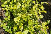 Golden and Green Privet Hedging One Euro