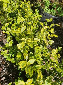Golden and Green Privet Hedging One Euro
