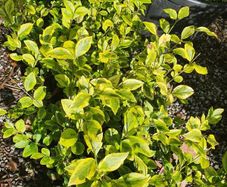 Golden and Green Privet Hedging One Euro