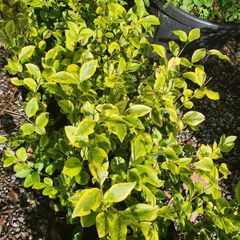 Golden and Green Privet Hedging One Euro