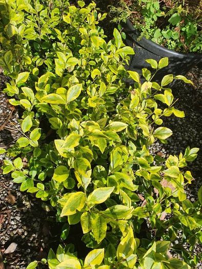 Golden and Green Privet Hedging One Euro