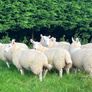 Cheviot Ewe Lambs Image 6