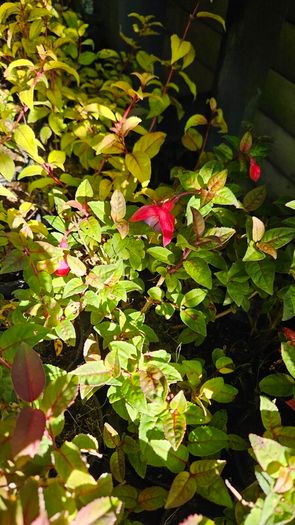 Fuchsia Plants 2euros