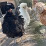 Polish hatching eggs Image 2
