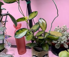 houseplant Hoya Australis Lisa