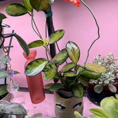 houseplant Hoya Australis Lisa