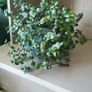 Tradescantia Callisia mini ''Pink Panther and Turtle Vine''  Very cute miniature Tradescantia Image 10