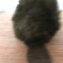 New Soft Canadian Moose and Beaver Image 7