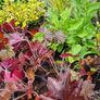 Plants and Shrubs Image 9