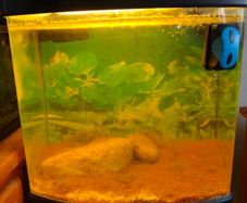 80ltr Boyu Tank and Stand
